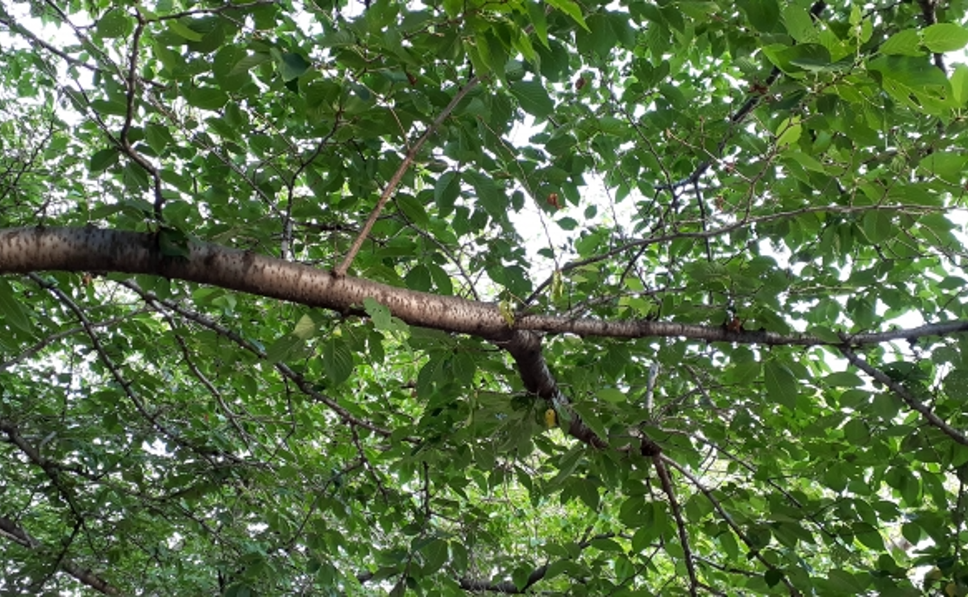 太宰治「葉桜と魔笛」