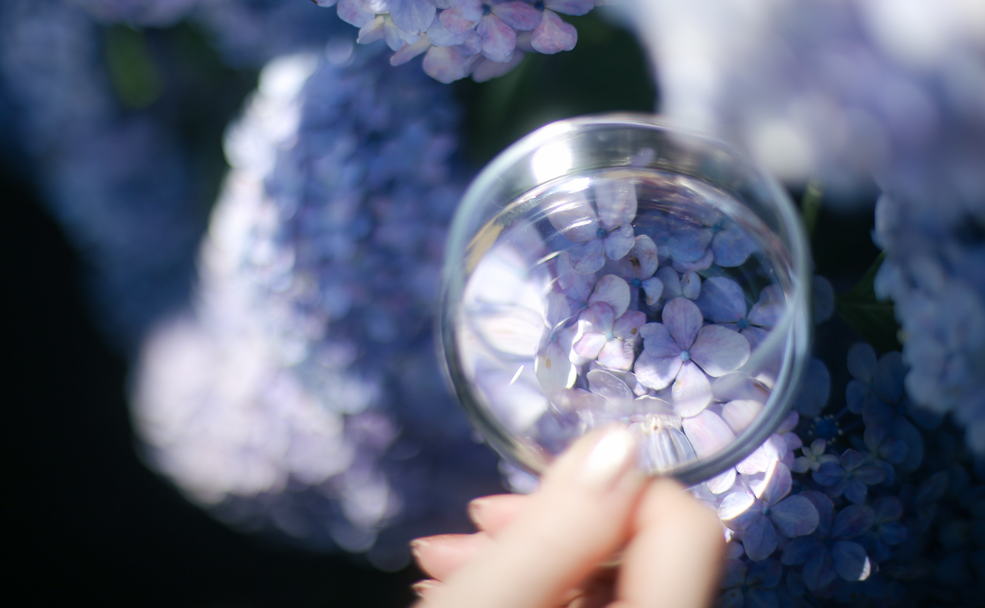 【東京】紫陽花撮りに行こうレポート①