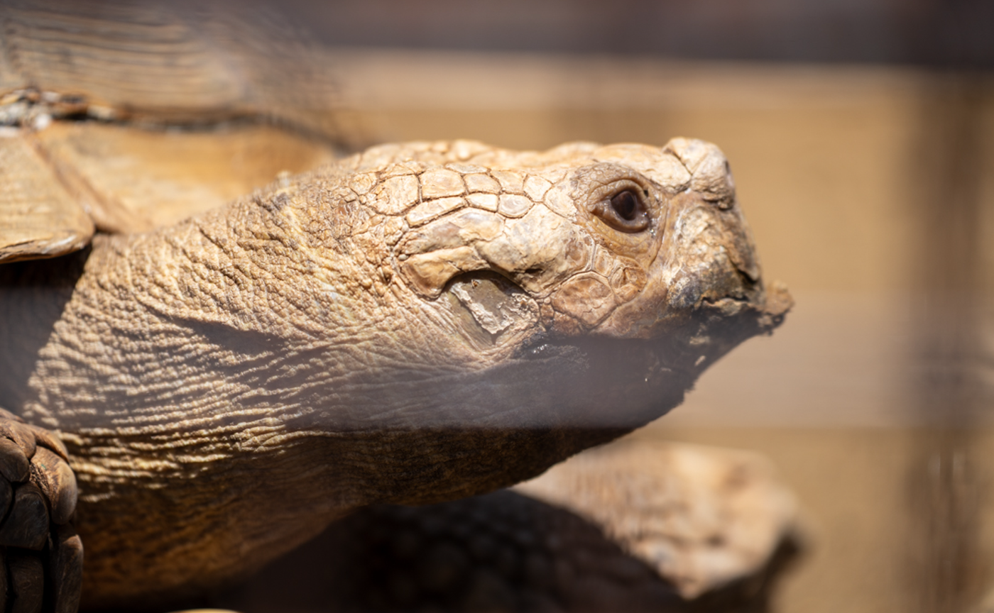 レンズを借りて、ひとり動物園ロケ