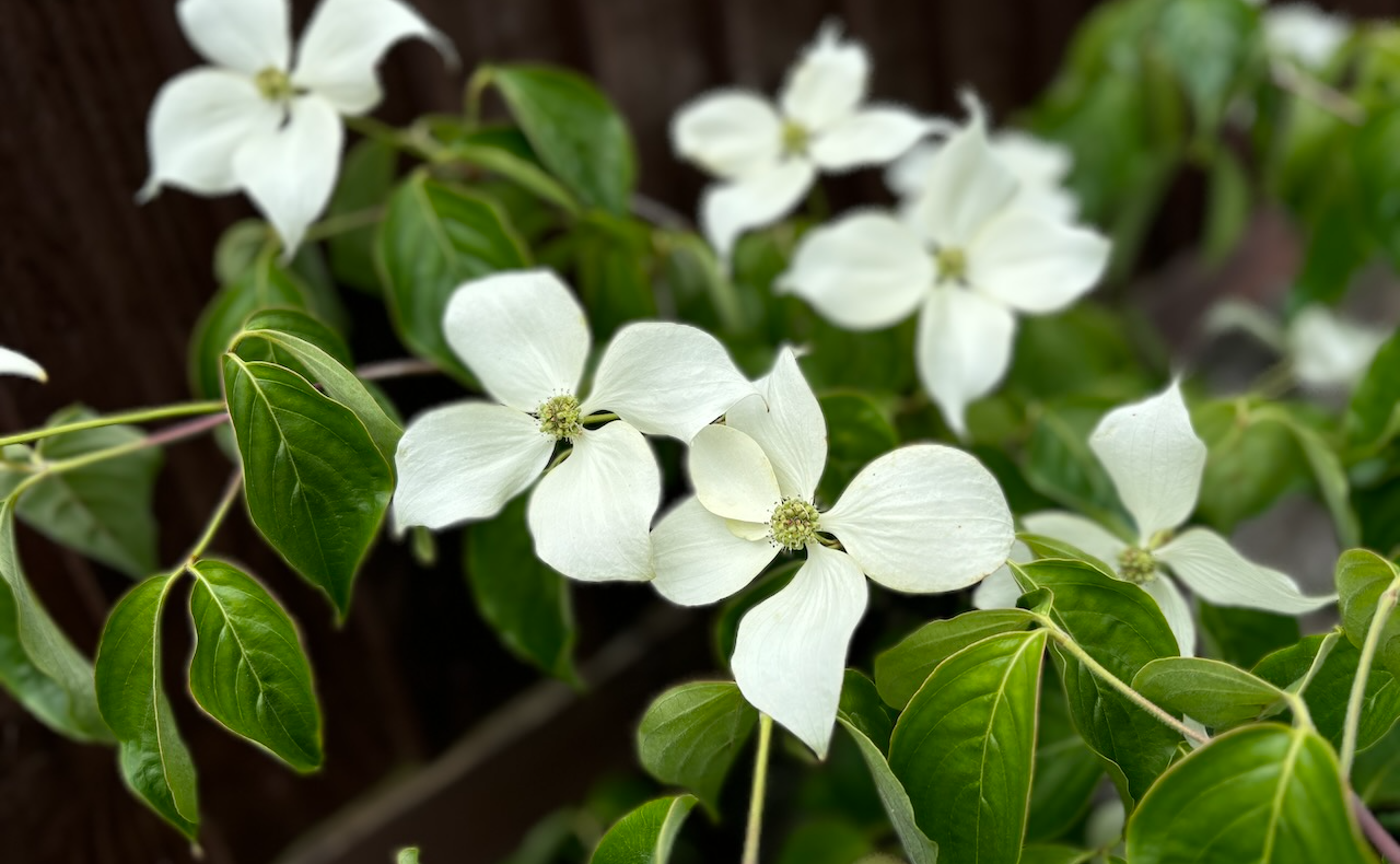 コロナ陽性でも幸せだった理由は？