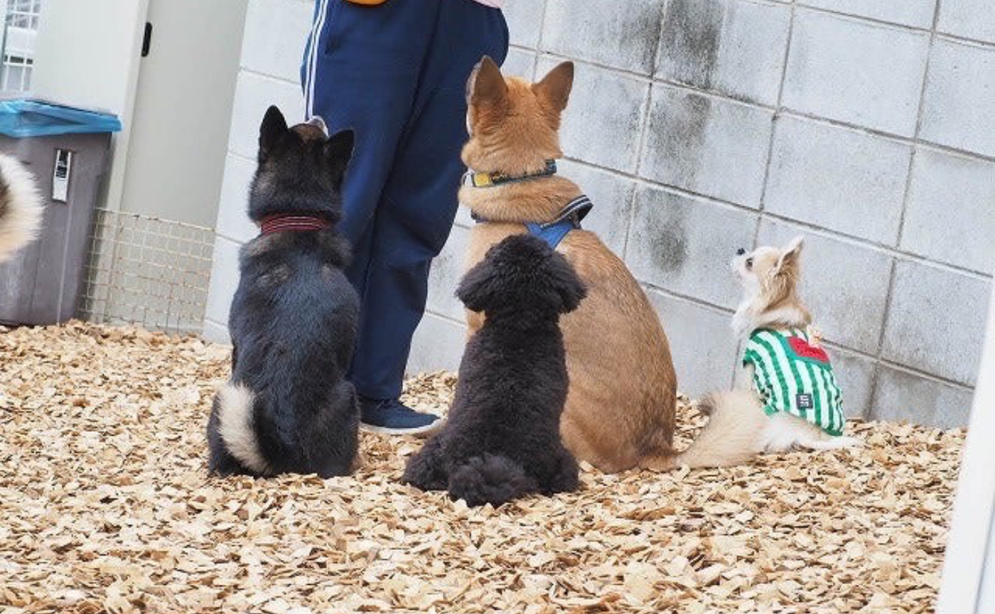 【リードだけに頼らない🐶】