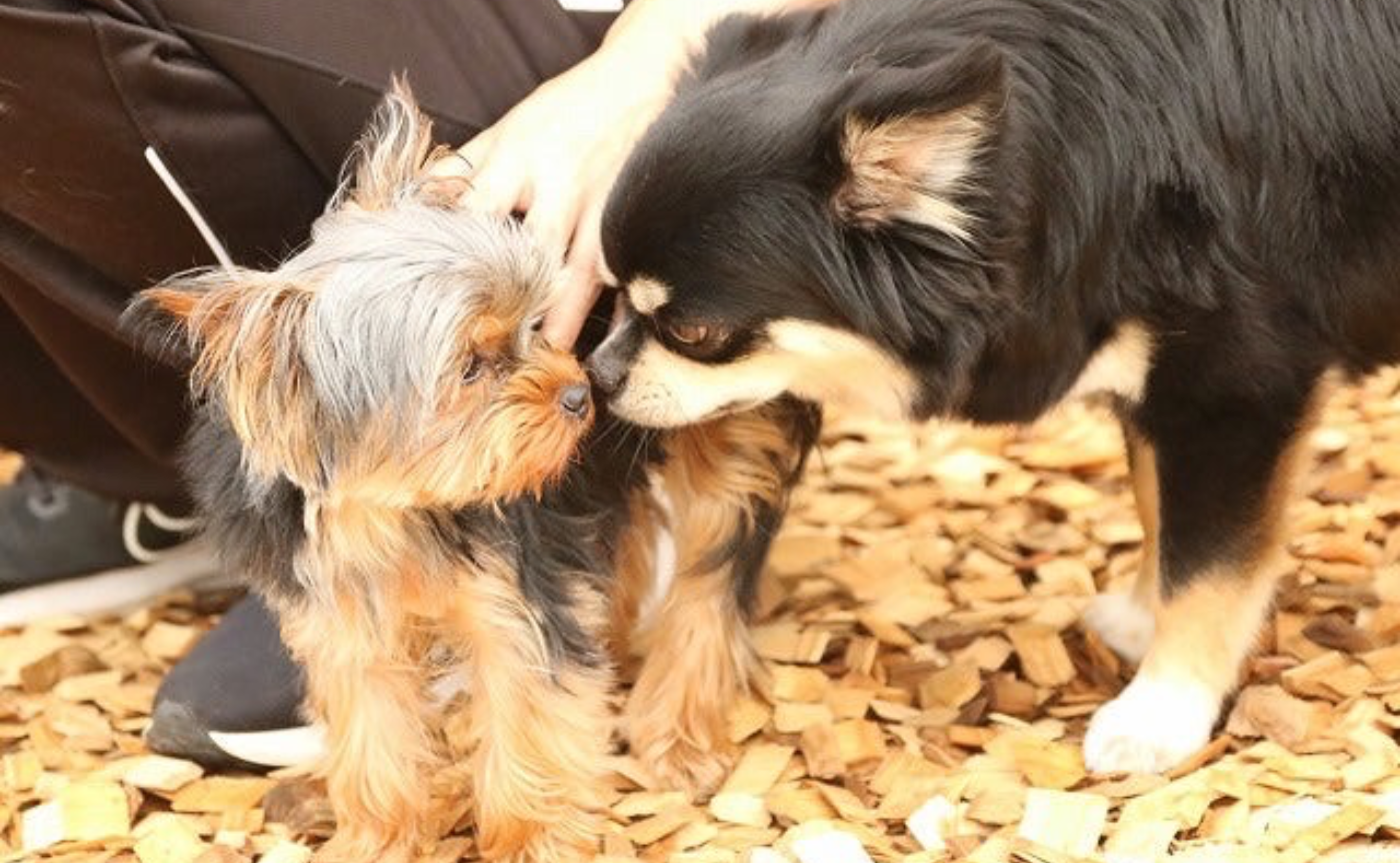 【犬に慣らす、人に慣らす時の注意点】