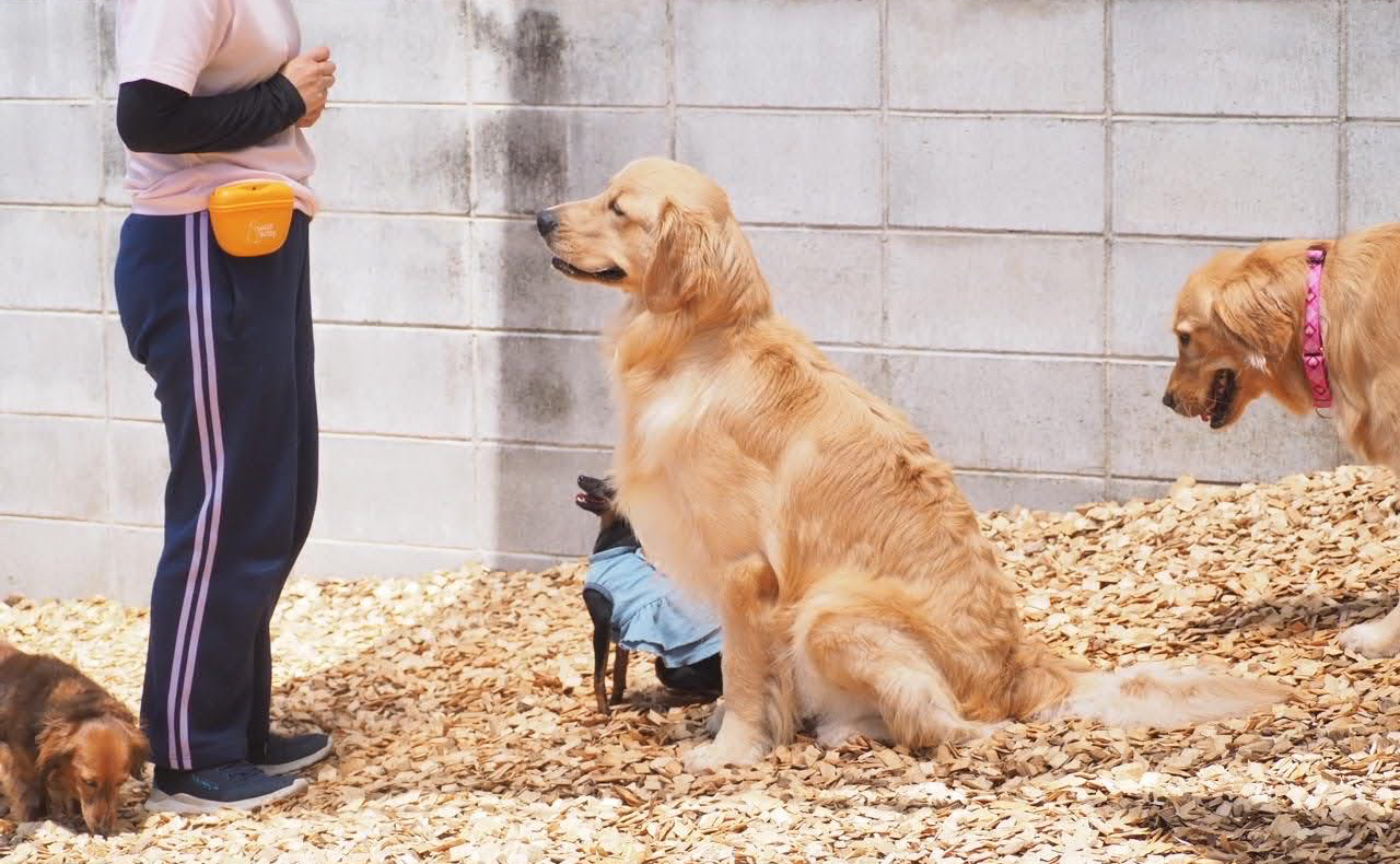 【散歩で人や犬、車に吠える子への対策】