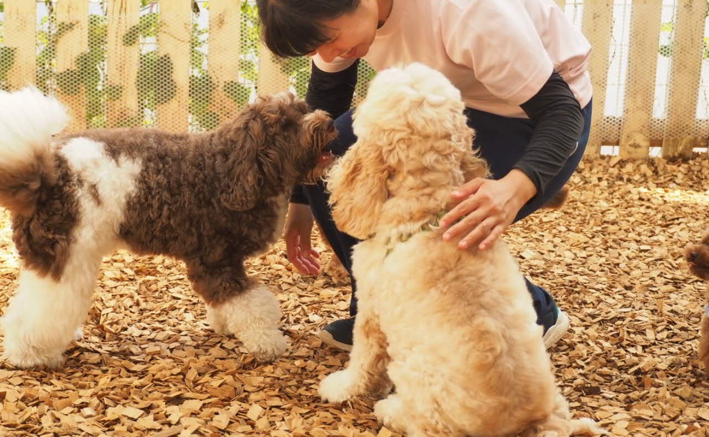 【犬は環境の変化に強いのか?】