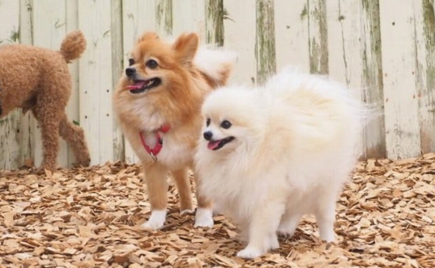 【嬉しい、楽しい、面白いを感じてもらう事🐶】