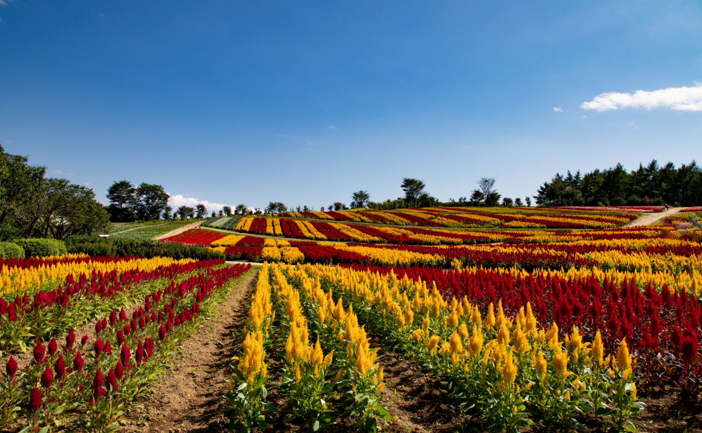 【那須塩原駅集合】 ケイトウが見頃の那須フラワーパーク撮影会