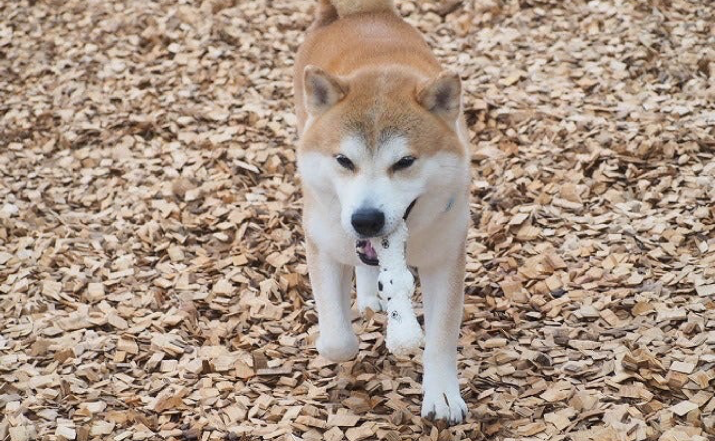 【ちょうだい!じゃなく、持っておいで〜】