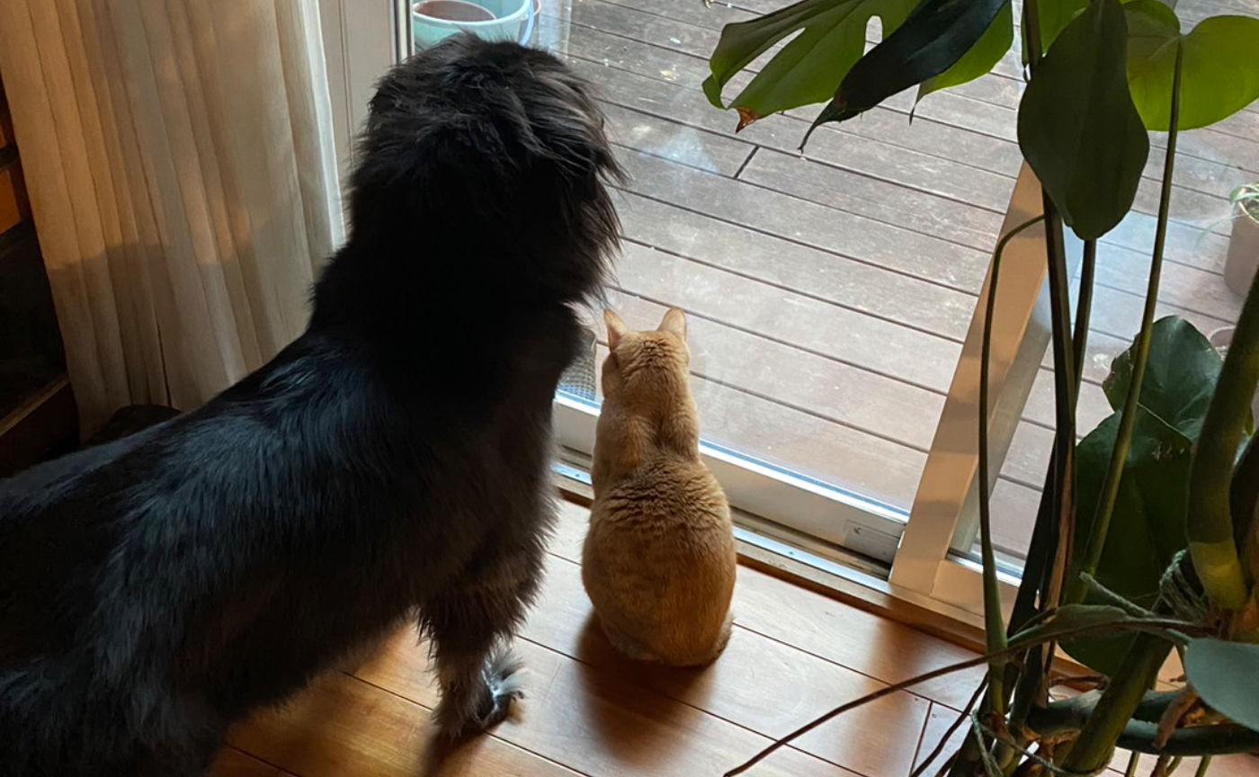 動物との共生と身体に良い生活を目指す