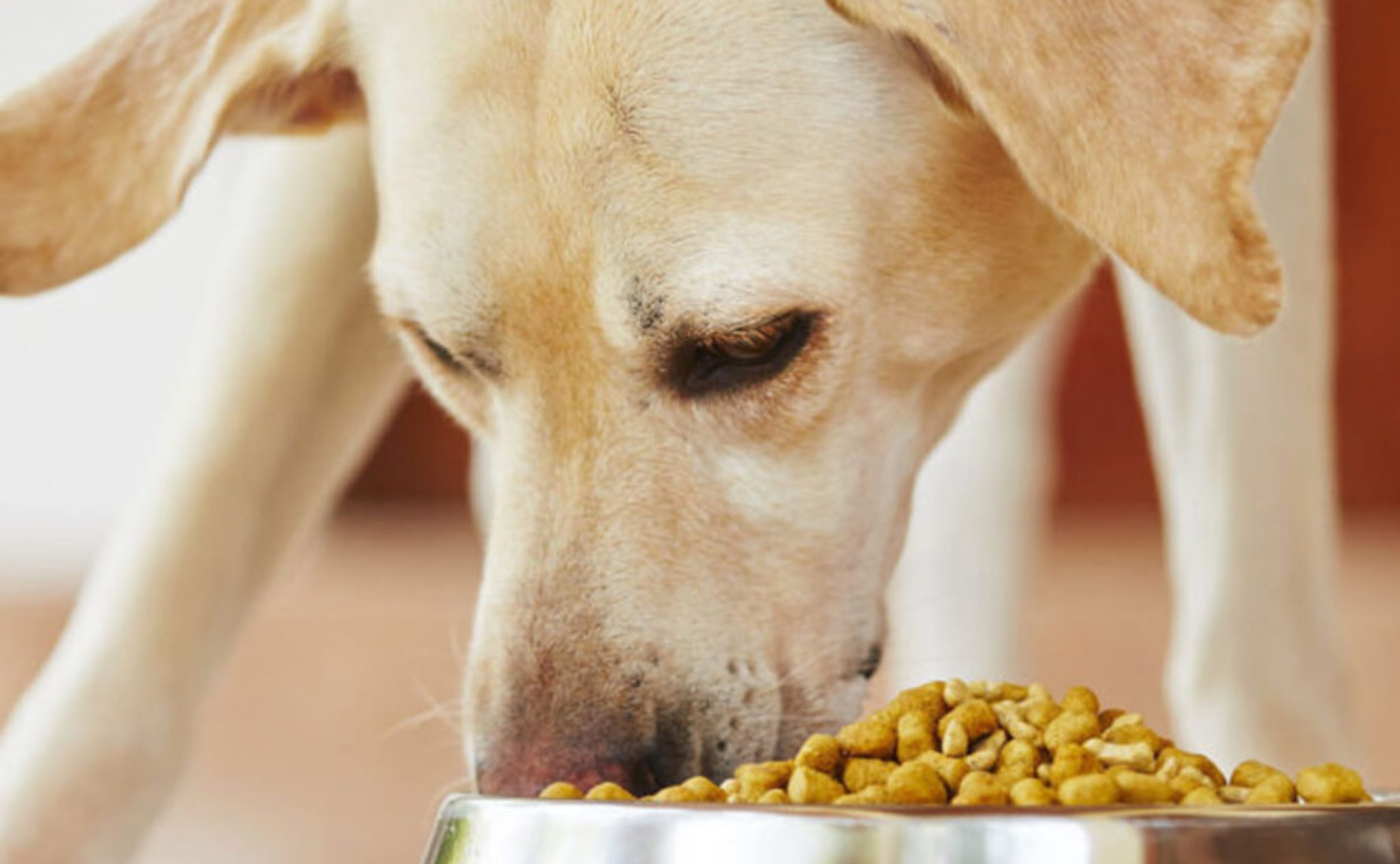 偏食癖を改善させる方法