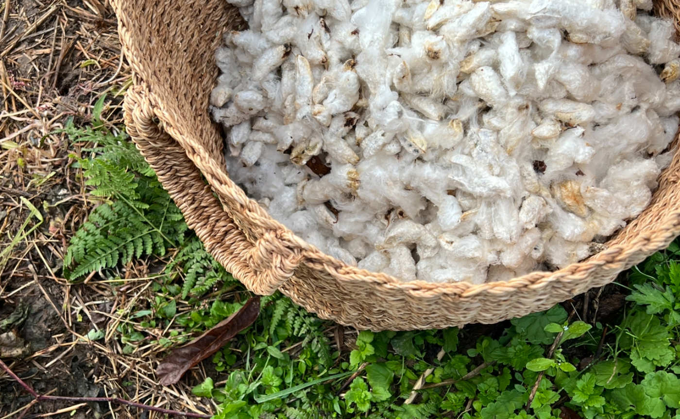 24夏フィールドワークの学び　part3  出雲のコットンが貴重な訳