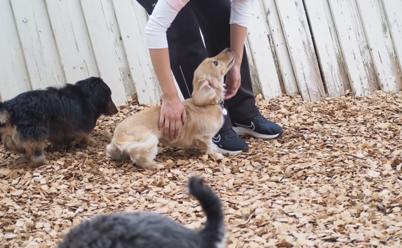 【ご褒美の後に撫でる手は嫌がる事が多い】