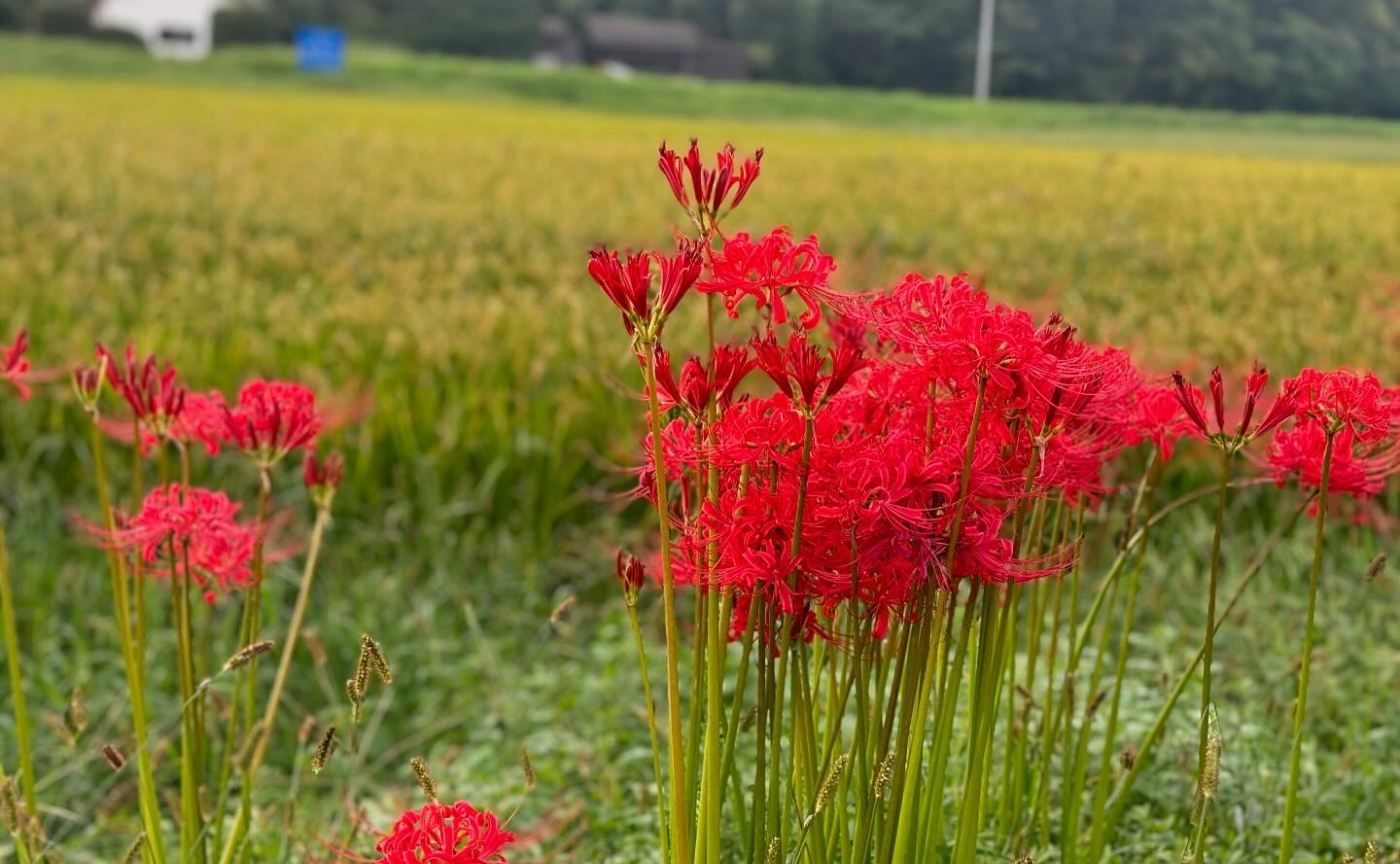 おはぎからの小豆にはまる秋
