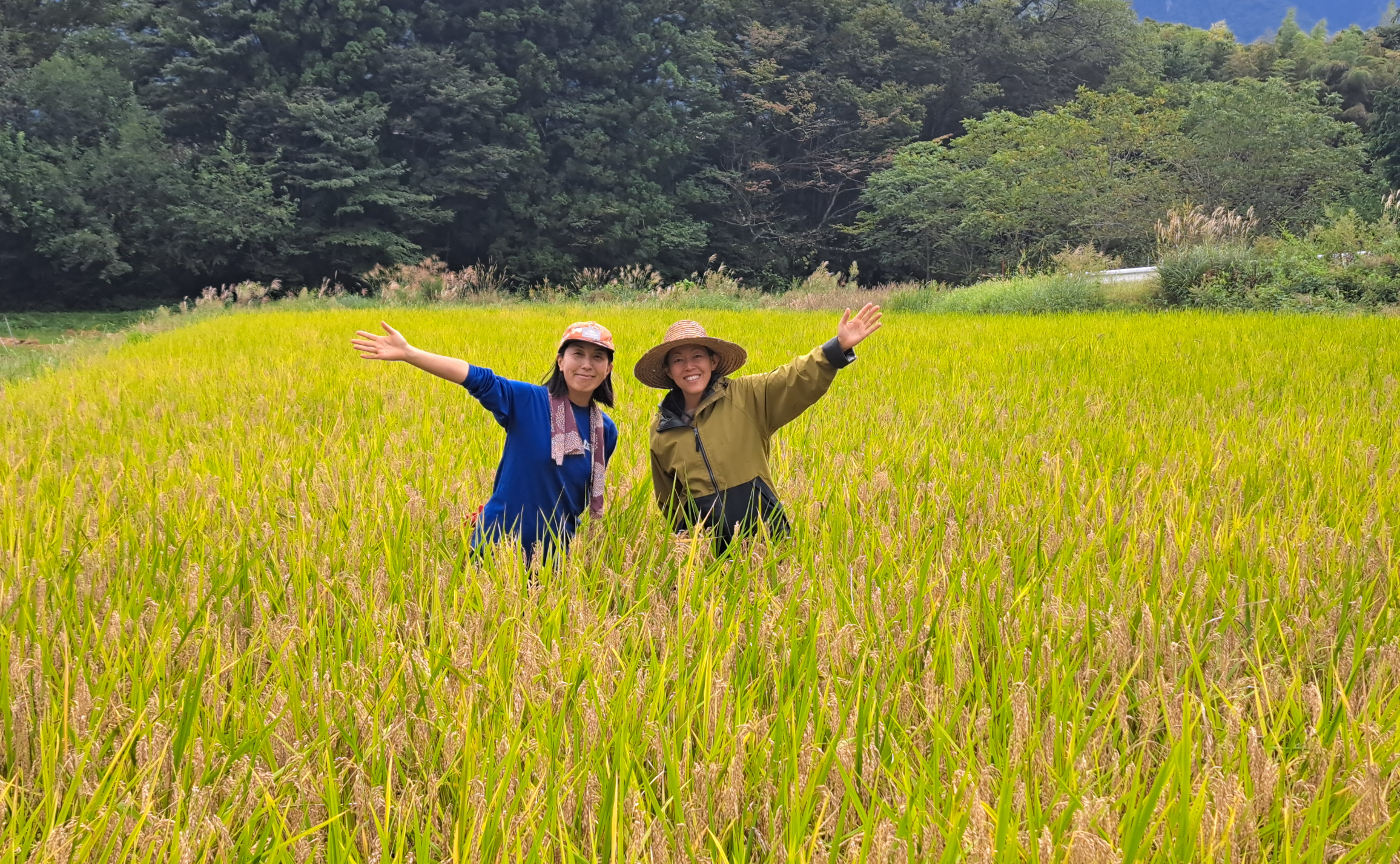 米づくり3年目、家族田んぼの稲刈りを無事終えました✨