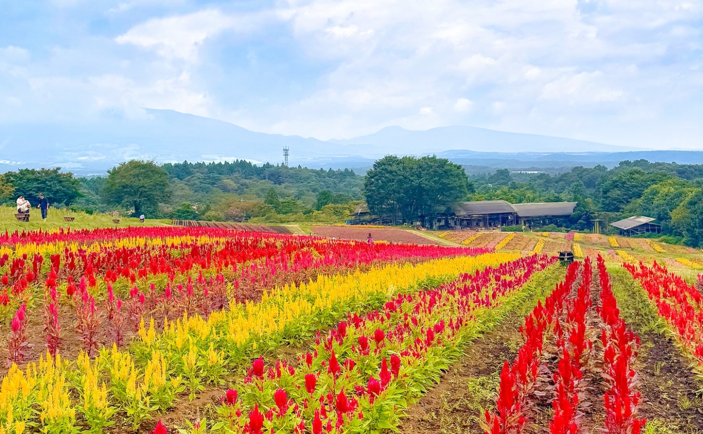 【レポ】那須フラワーワールド撮影会