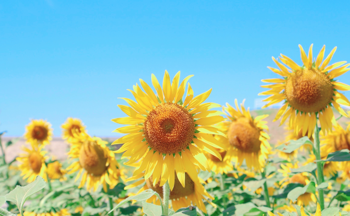 9月の柳川は黄に染まる。