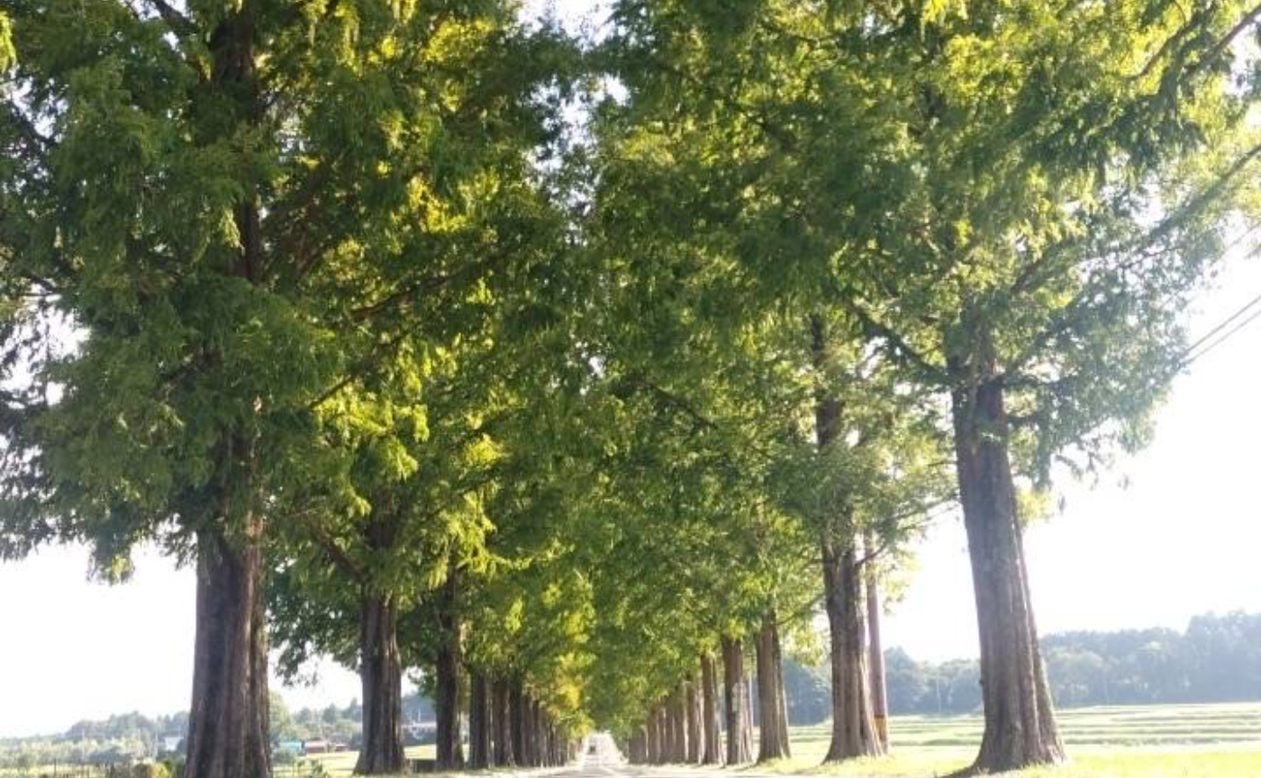 紅葉が待ち遠しい‥🍁