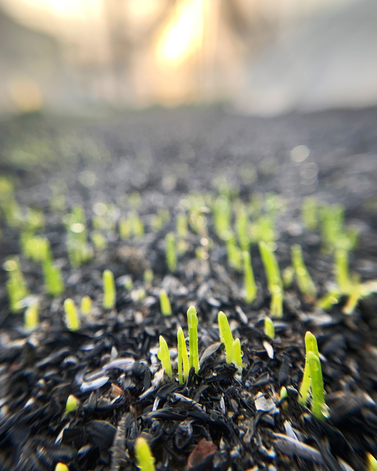 イエローダンバース