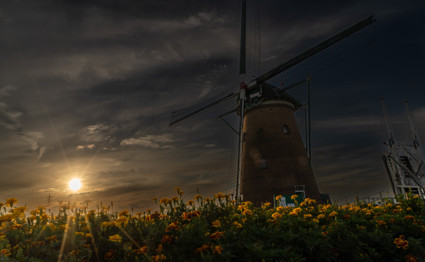 【レポート】風車とコスモスと夕景と…　@佐倉ふるさと広場
