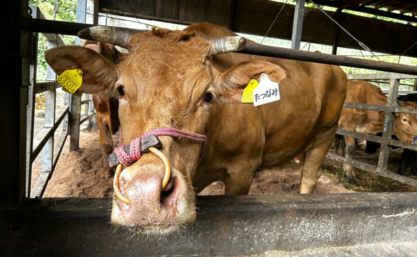 九州 | HIGO JOURNEY vol.2 ～熊本のたいぎゃうまかもんば探す～