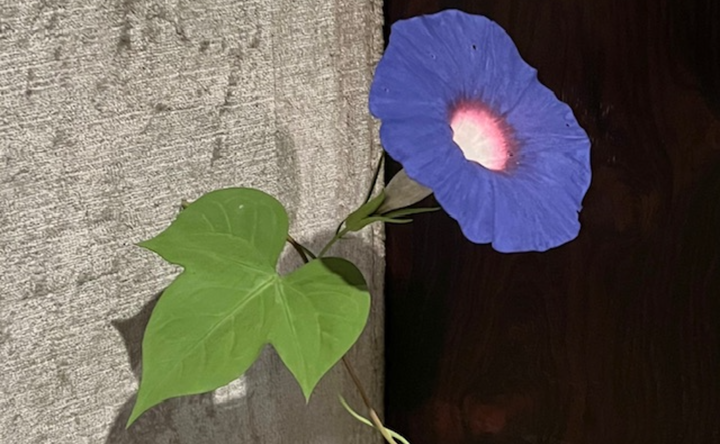 オフ会の前に「花」を見る ~須田悦弘展~