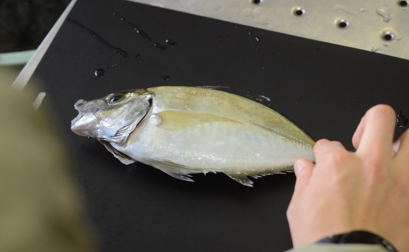 新種のF1魚「夢あじ」を体験してきた！｜11月の産地訪問