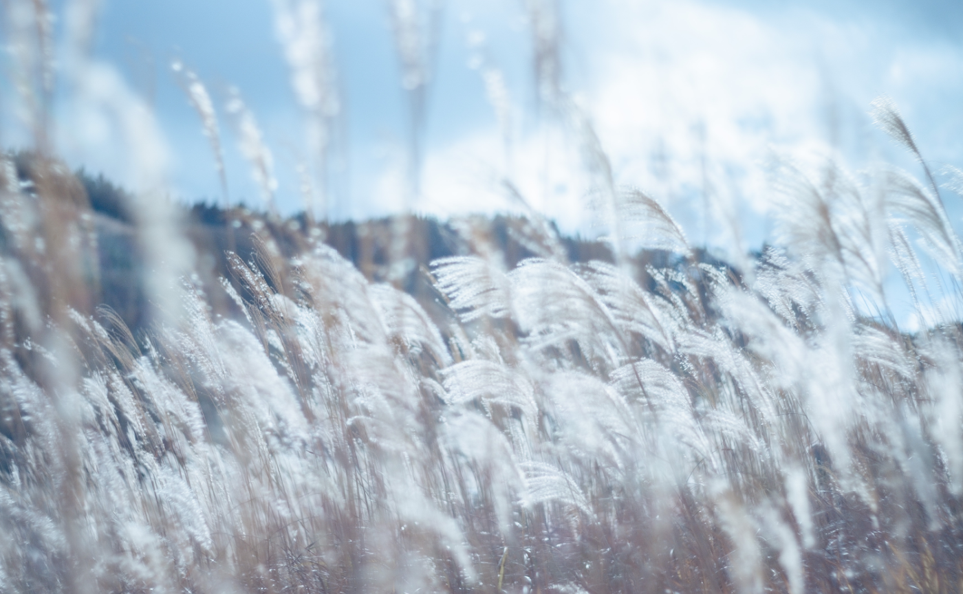 【レポ】ススキと紅葉を撮ろう！