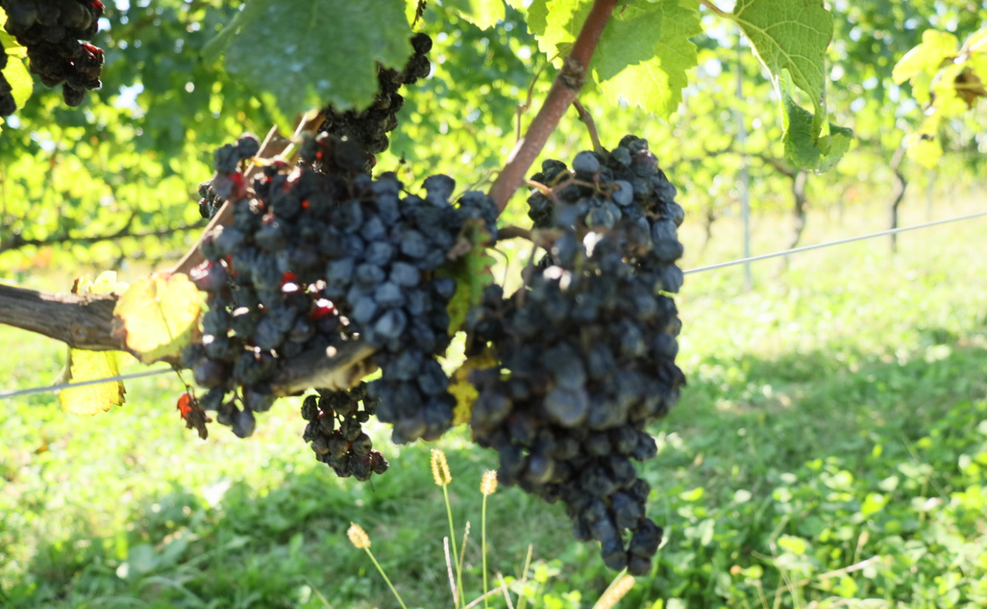 長野・上田市の自然を満喫する旅 2