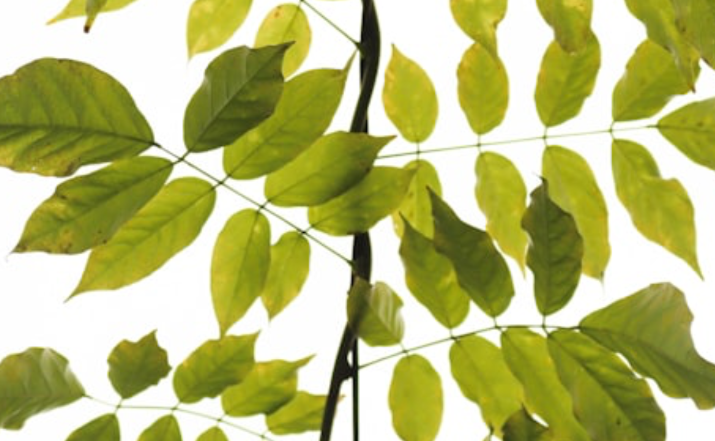 My organic note2025 私たちの指針 part1 食べるもの