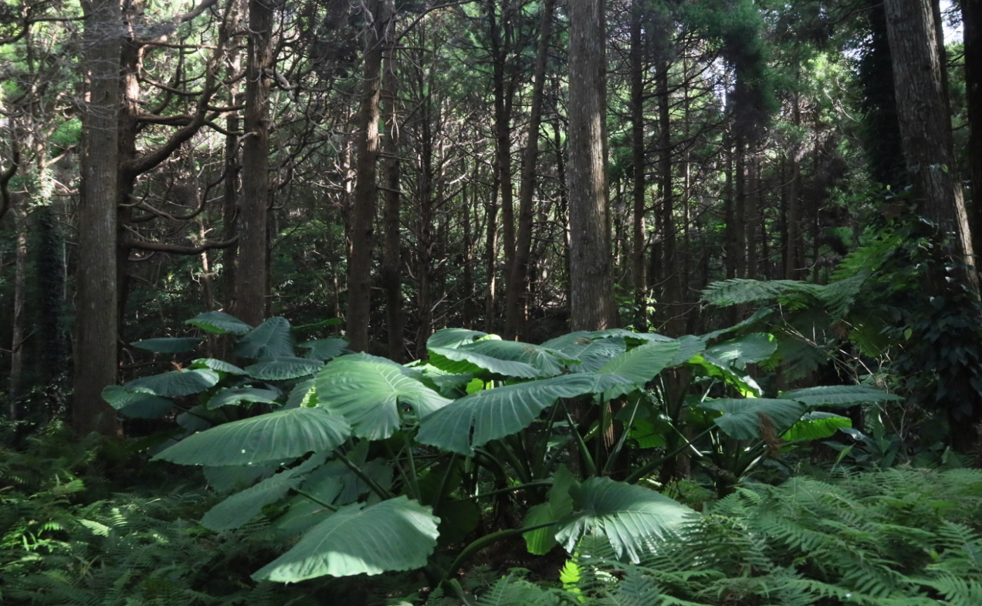 種子島の写真合宿　2