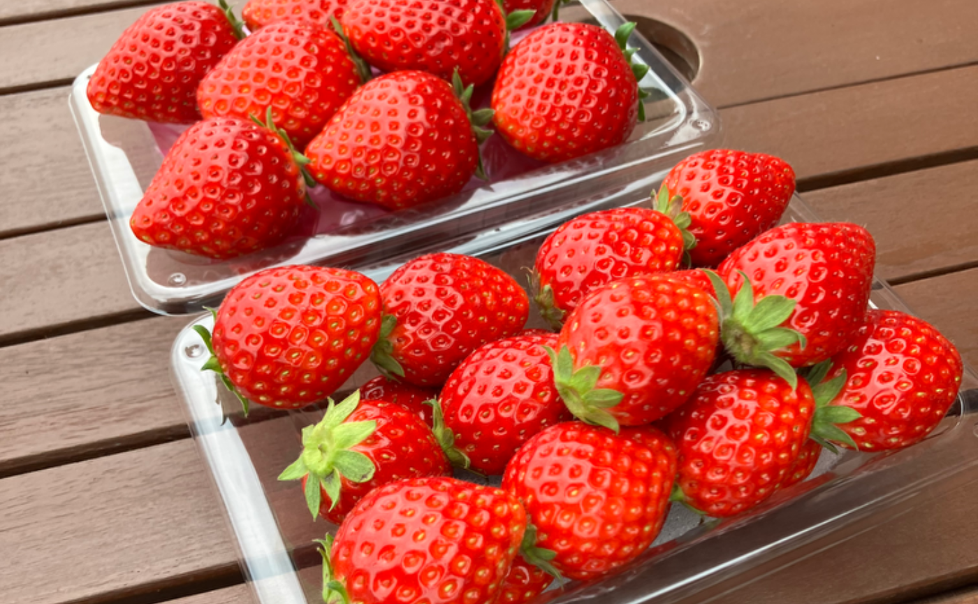 2月3日イチゴ農家見学