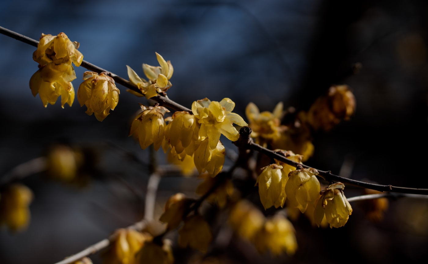 camellhouseに寄ったついでの梅まつり