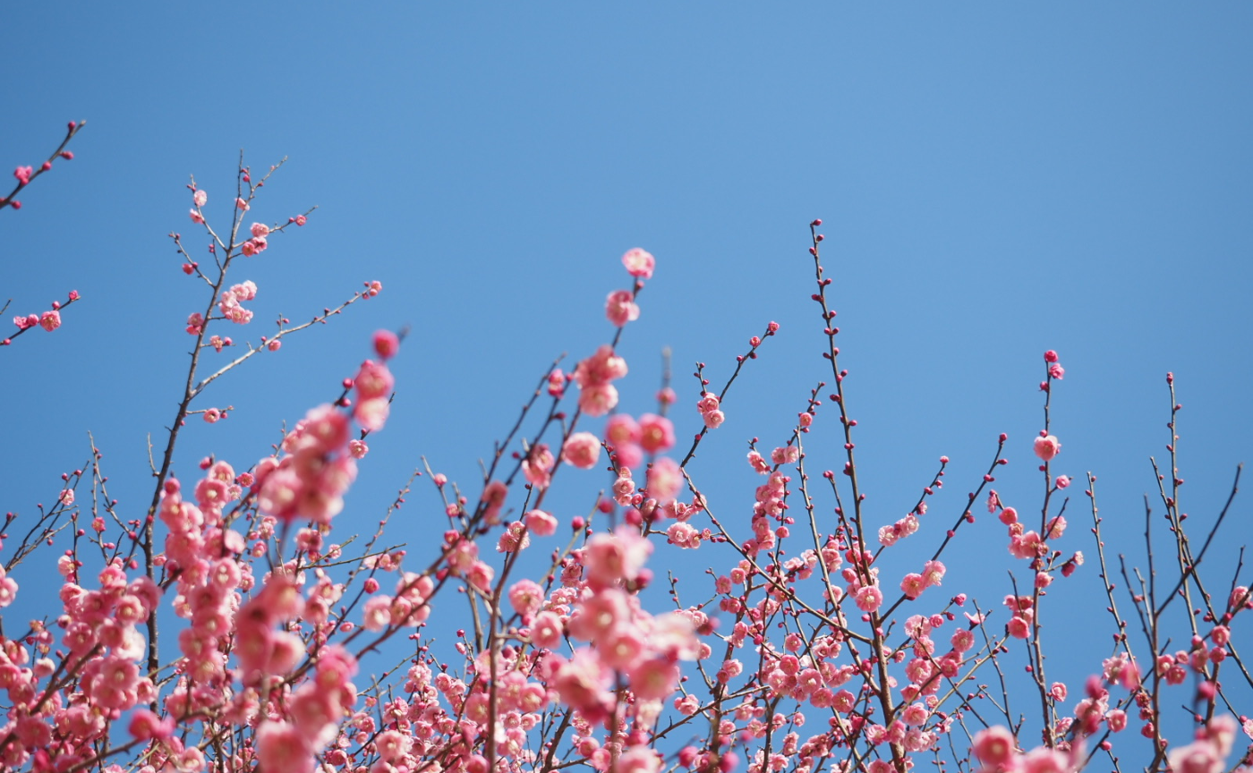 電車で房総半島ほぼ一周 ①