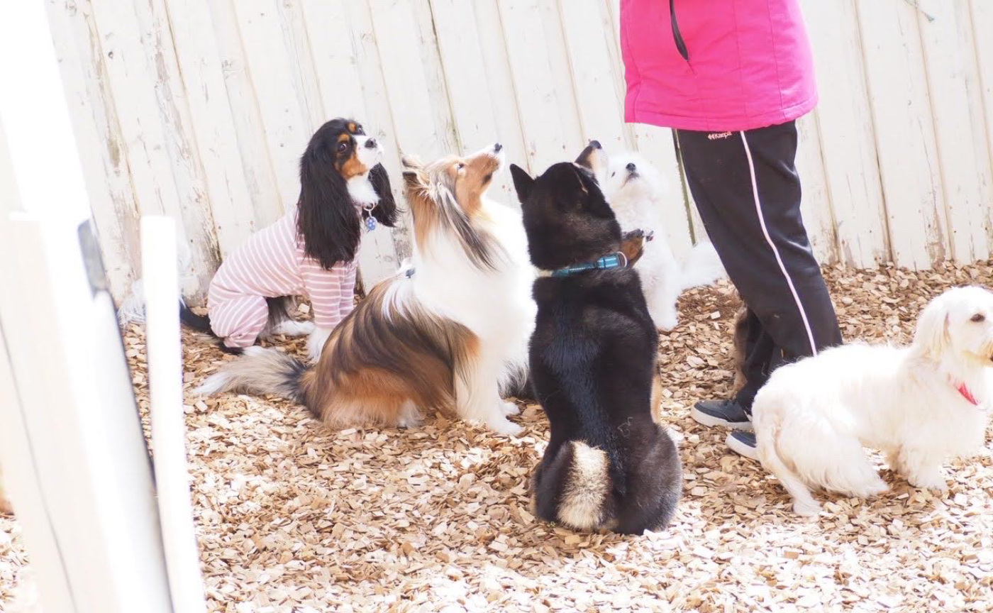 【トレーニングは愛犬とのコミュニケーション🐶✨】