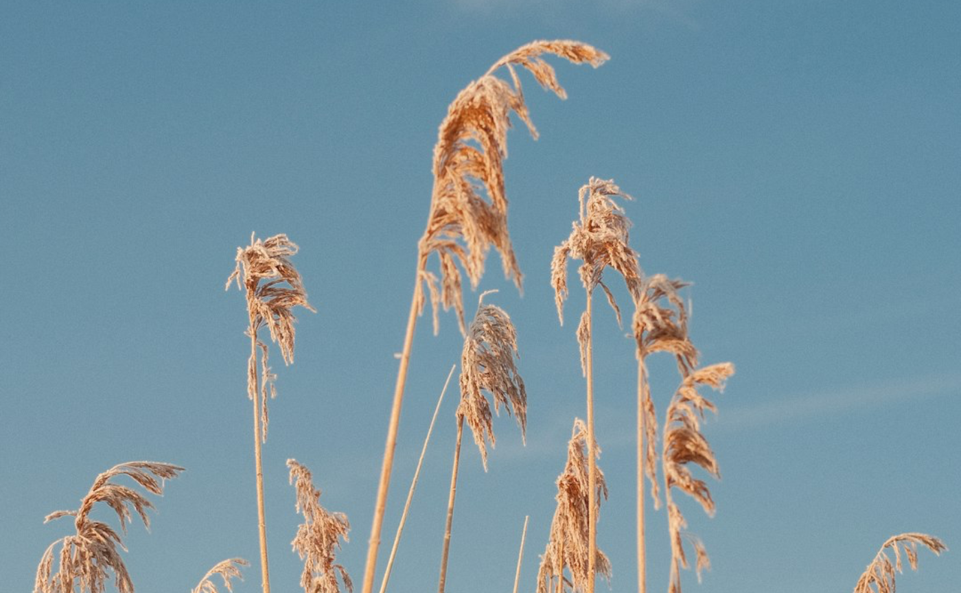 自由進度学習の改善策と今後の展望