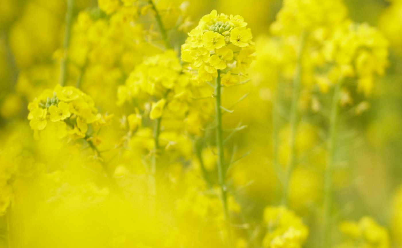 春だよ!祭りだよ!!