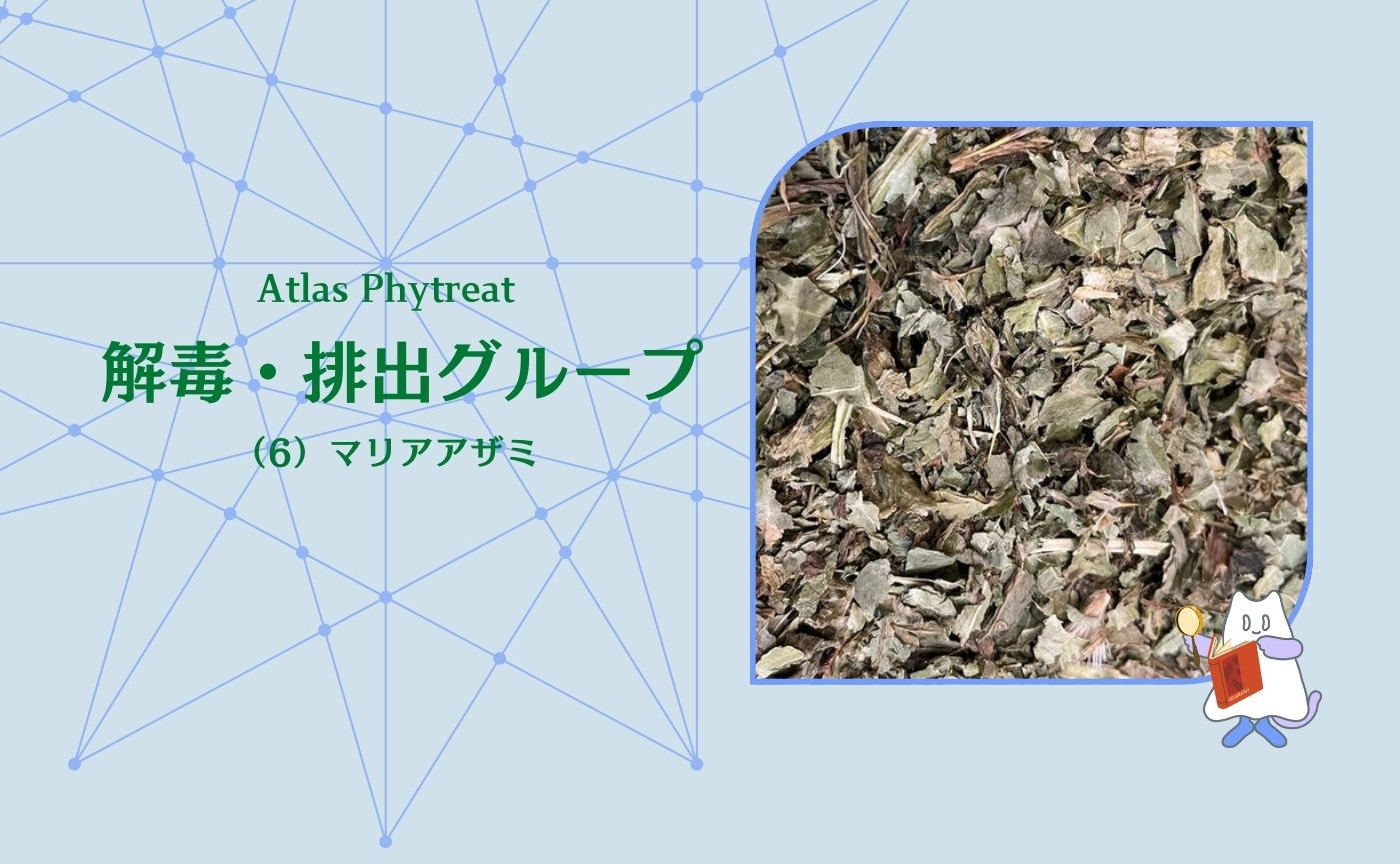 （６）解毒・排出グループ　マリアアザミ