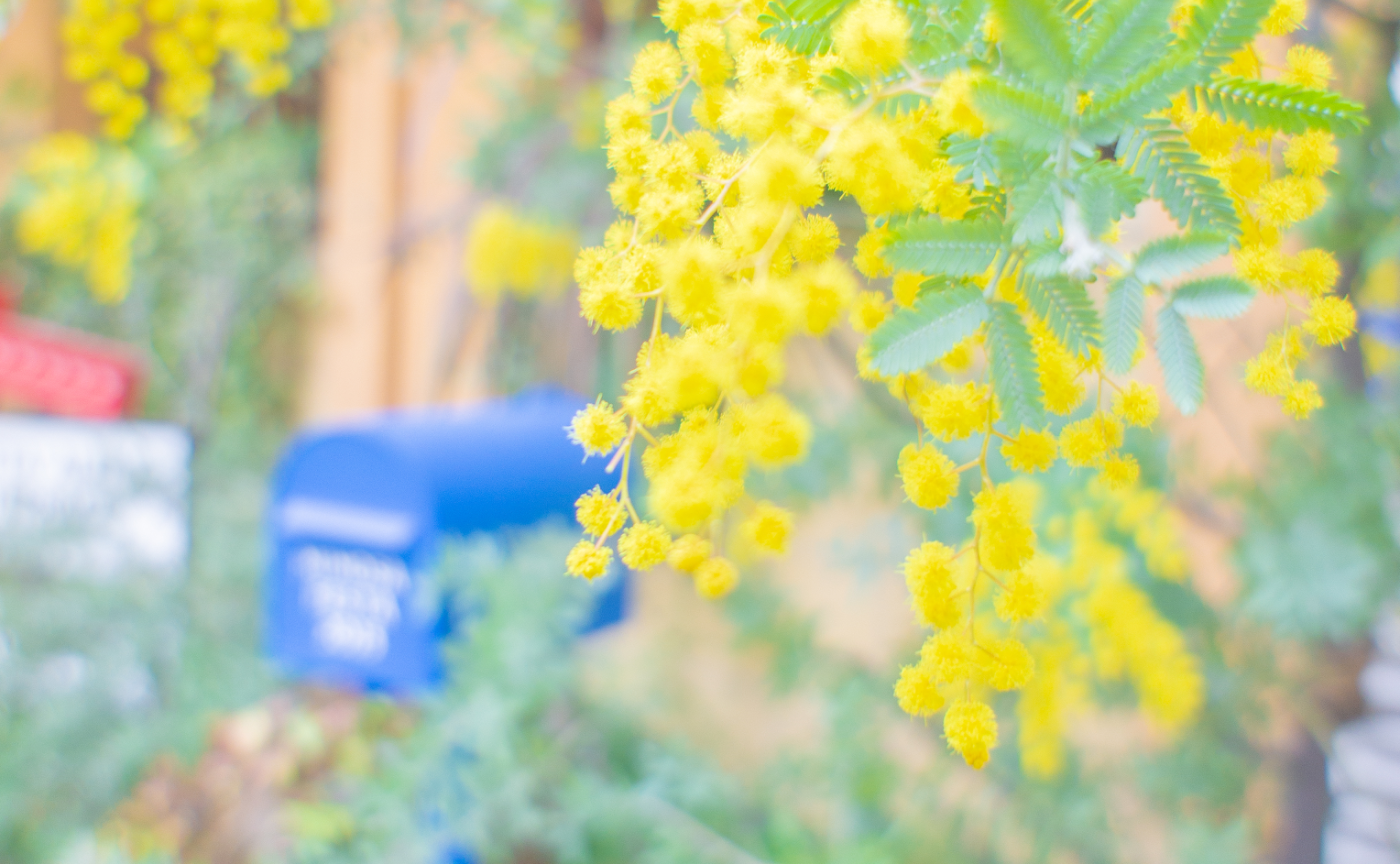 【レポ】ミモザフェスタ2025🌼