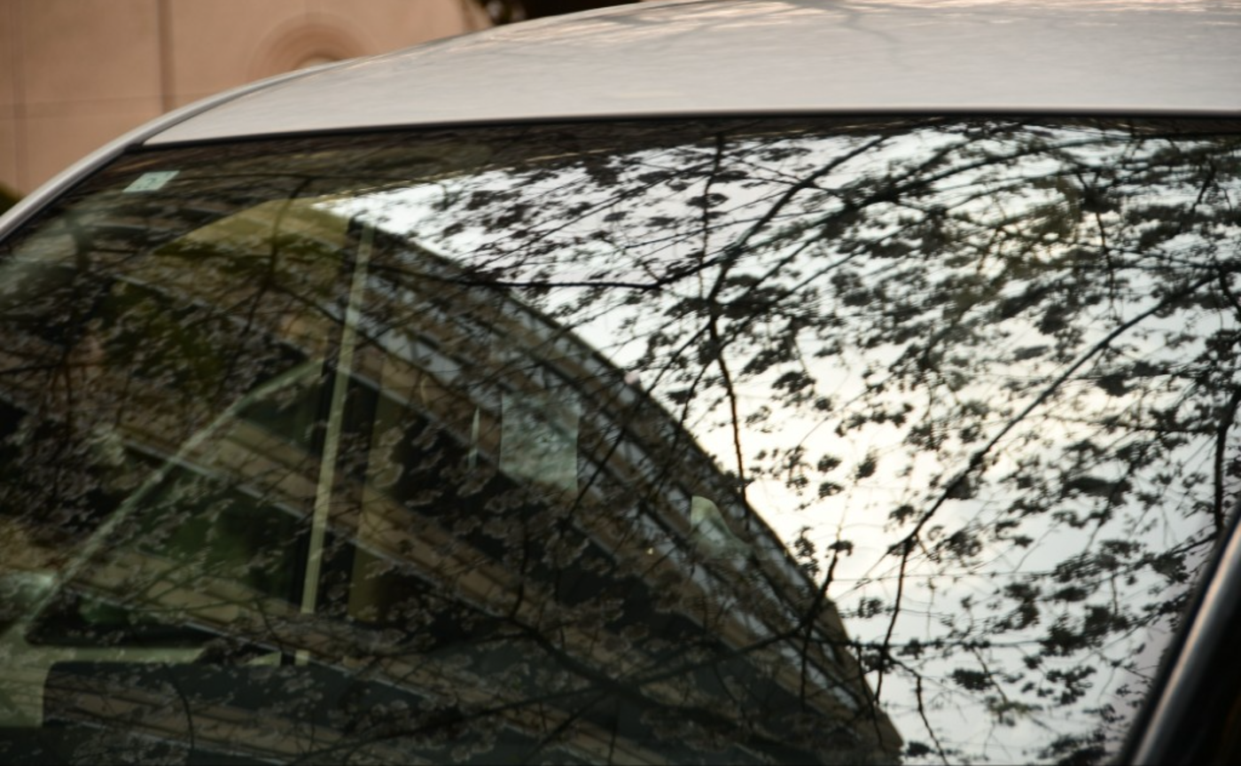 都会の桜たち🌸