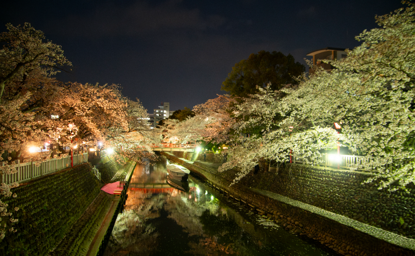 ふらっと、夜桜を見に大垣船町川湊へ