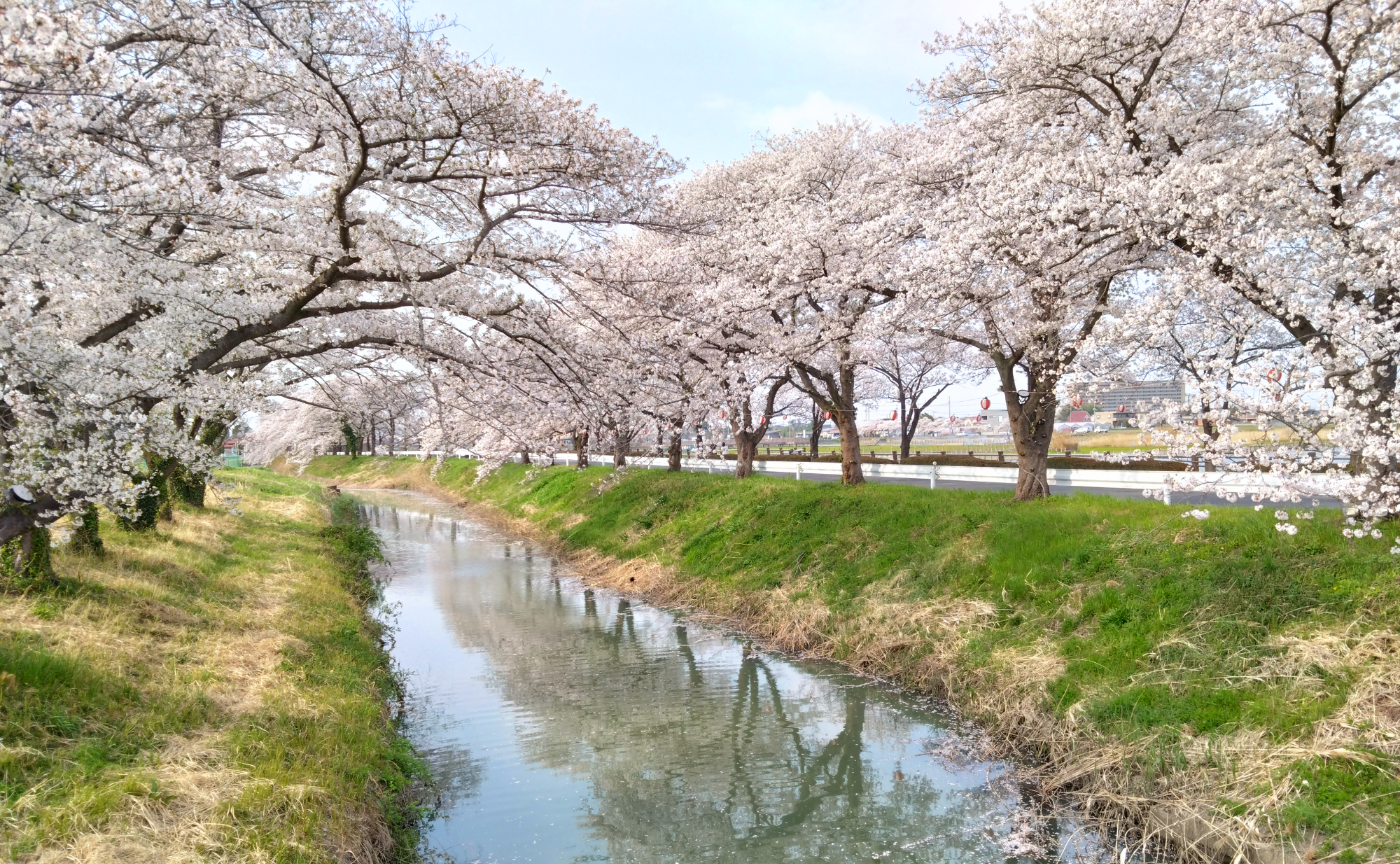 伊佐沼の桜たち🌸