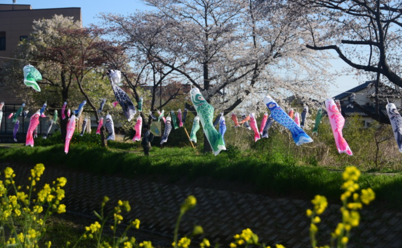 茂林寺川の桜と鯉のぼり🎏