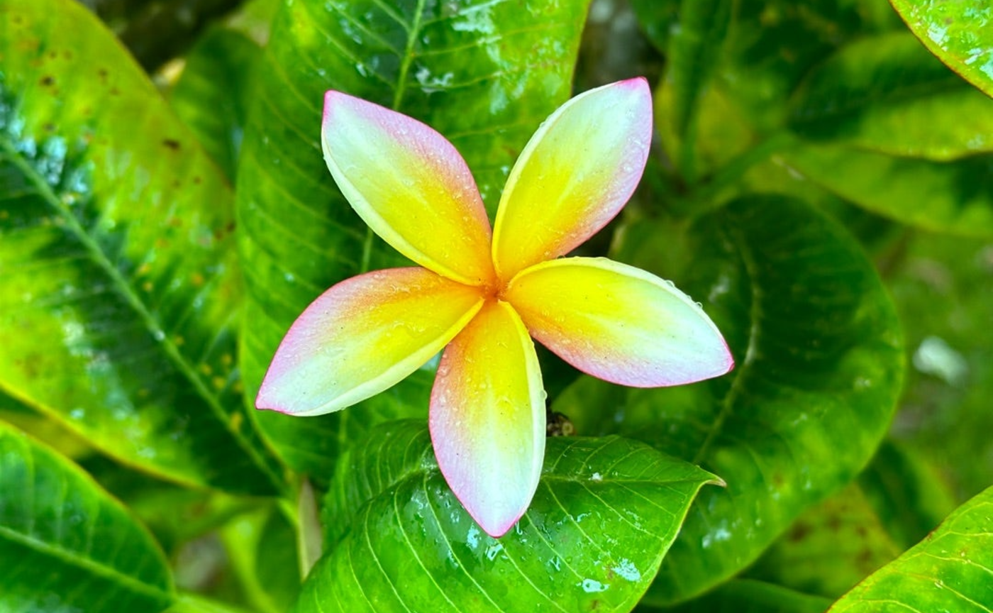 心の平穏と健康のために取り入れている７つのツール