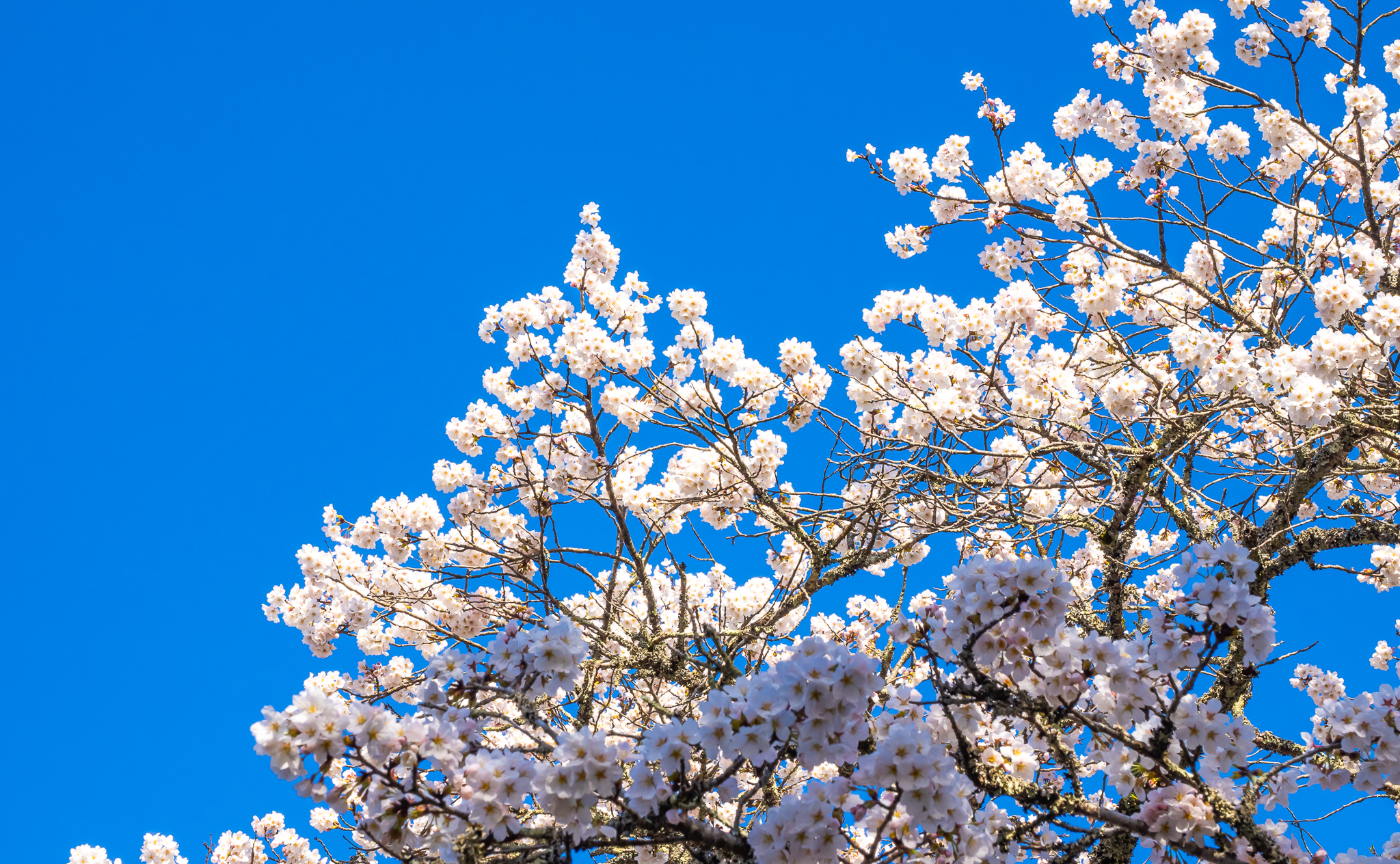 桜追いかけて2025