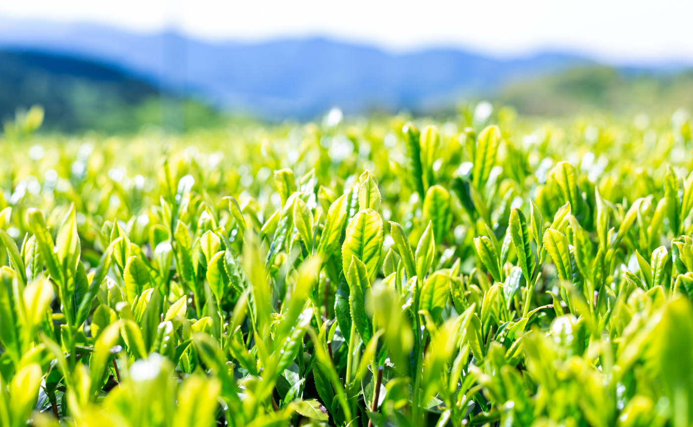 福岡店｜「10th Anniversary　今宵のディナーは、新茶と共に」高木茶園 コラボレーションディナー