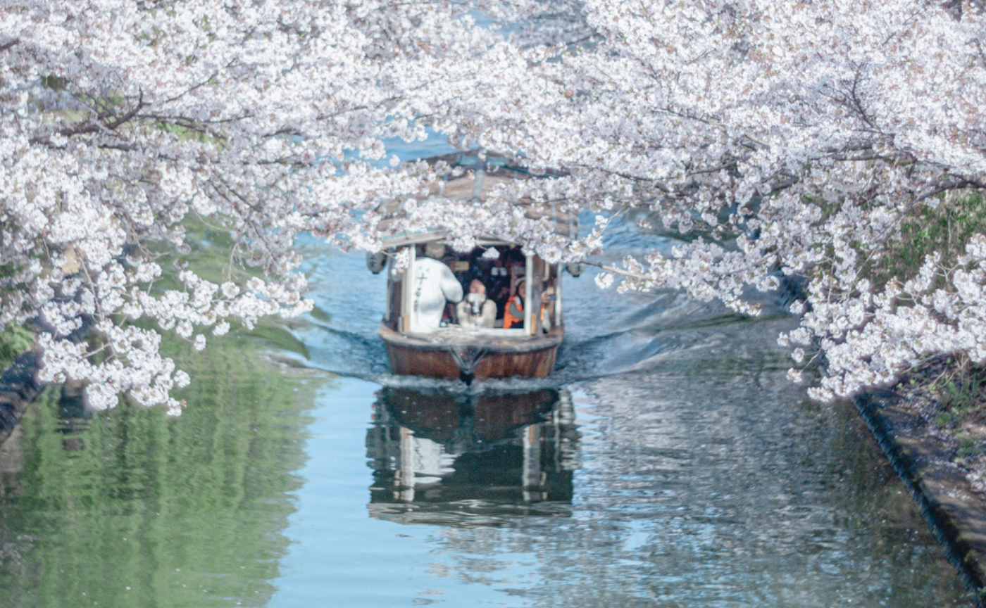 【レポ】伏見の桜と酒蔵めぐり