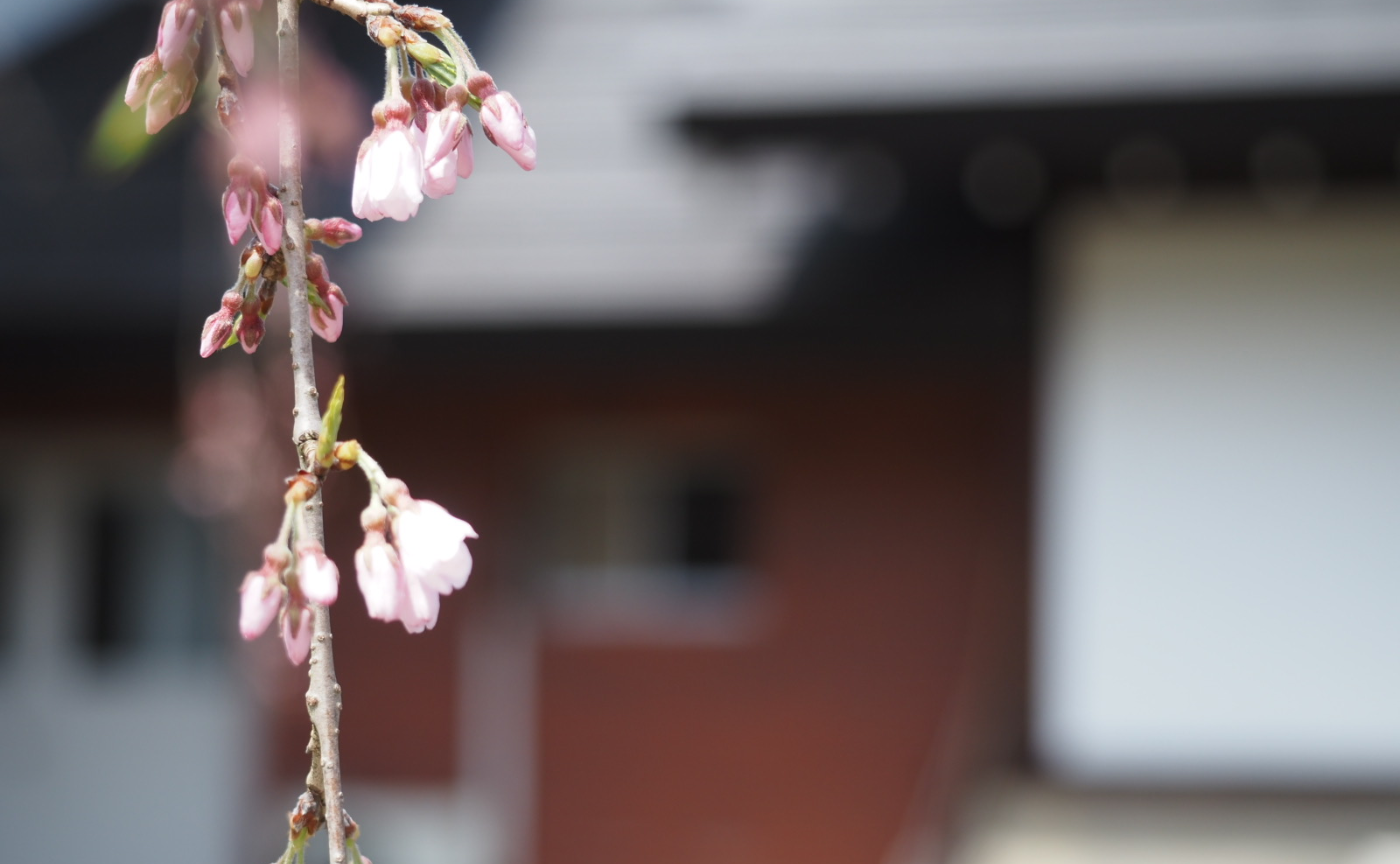東北制覇への道・秋田編