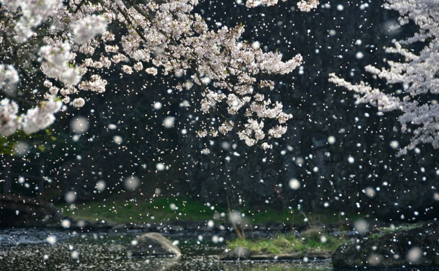 福島の桜たち🌸