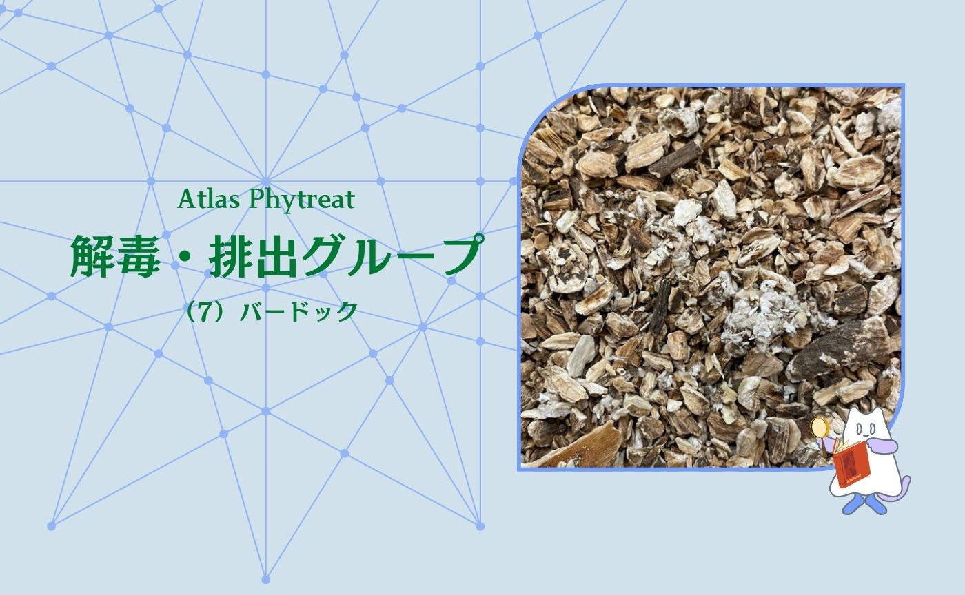 （7）解毒・排出グループ　バードック