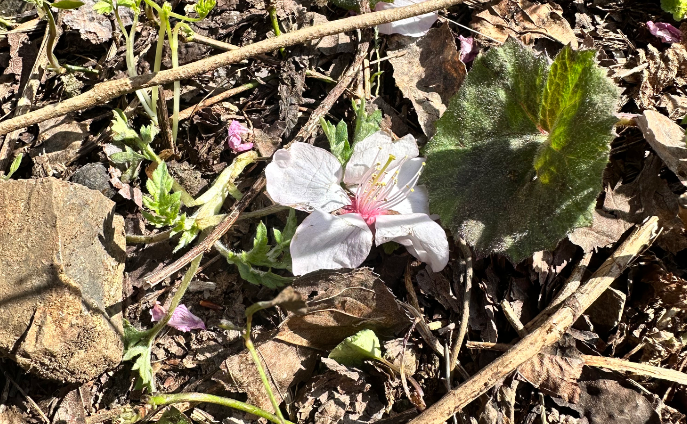 ๐ซใซใผใใฃใผใณ๐ซ