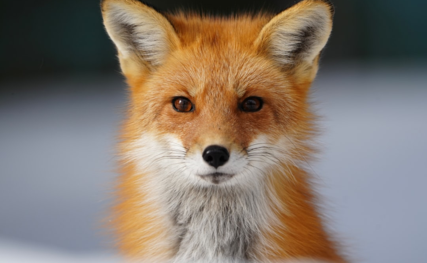 ブログ6 「1年間分の教材研究をしました」というタイトルを見たけど、ふざけるな。どんだけ釣りなんだと思った